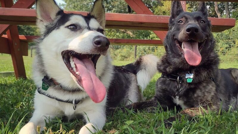 Viroqua Bark Park - Viroqua, WI