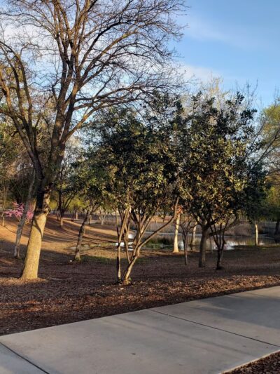 Seven Oaks Park - Visalia, CA
