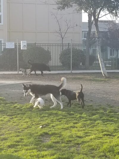 Seven Oaks Park - Visalia, CA