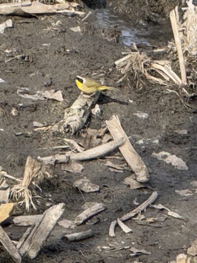 Buena Vista Duck Pond - Vista, CA