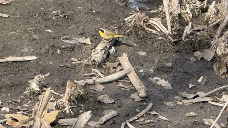 Buena Vista Duck Pond - Vista, CA