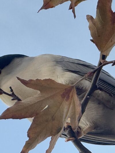 Buena Vista Duck Pond - Vista, CA