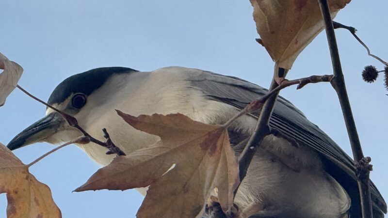 Buena Vista Duck Pond - Vista, CA
