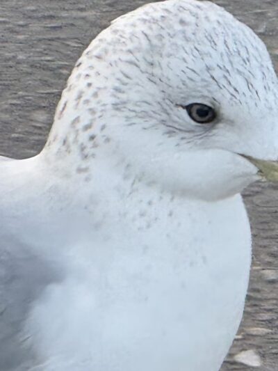 Buena Vista Duck Pond - Vista, CA