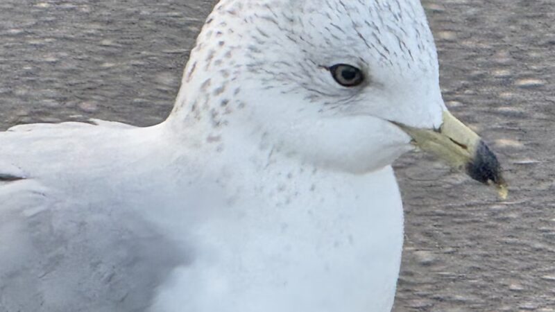 Buena Vista Duck Pond - Vista, CA
