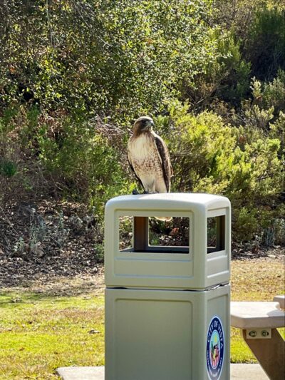 Buena Vista Duck Pond - Vista, CA