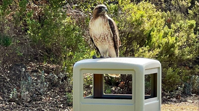 Buena Vista Duck Pond - Vista, CA