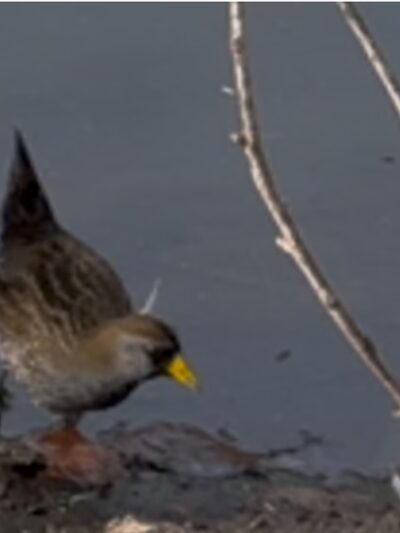 Buena Vista Duck Pond - Vista, CA