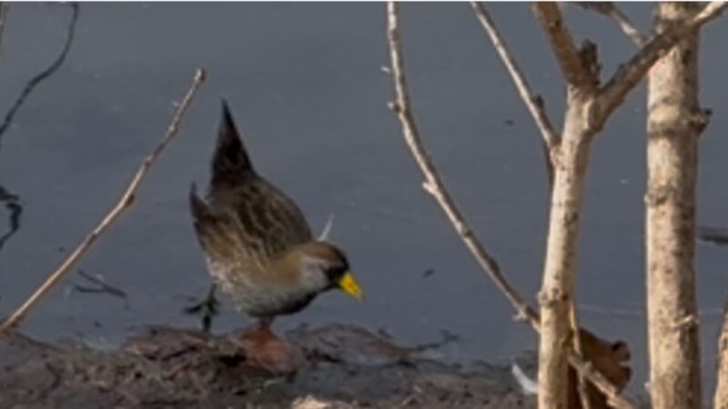 Buena Vista Duck Pond - Vista, CA