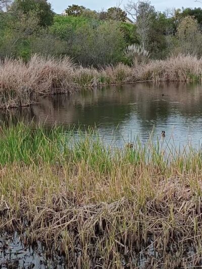 Buena Vista Park - Vista, CA
