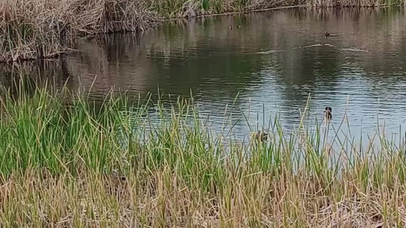 Buena Vista Park - Vista, CA