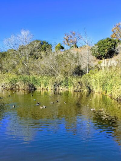 Buena Vista Park - Vista, CA