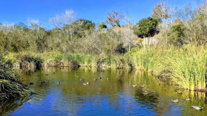 Buena Vista Park - Vista, CA