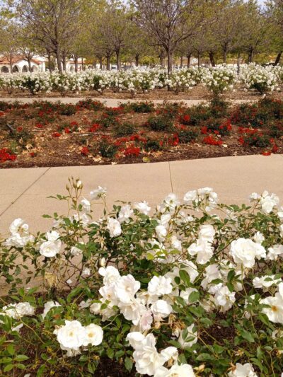Civic Center Park - Vista, CA