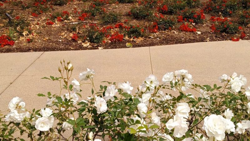 Civic Center Park - Vista, CA