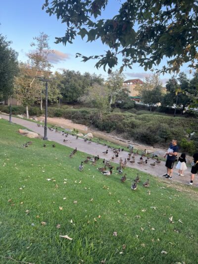 Creekwalk Park - Vista, CA
