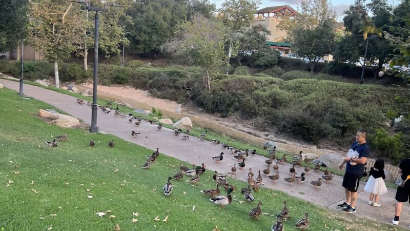 Creekwalk Park - Vista, CA