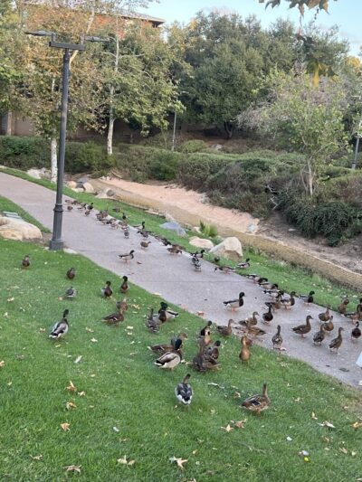 Creekwalk Park - Vista, CA