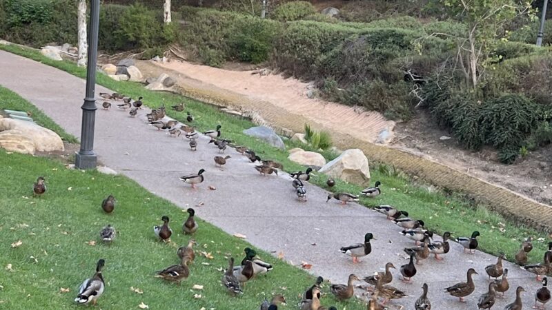 Creekwalk Park - Vista, CA