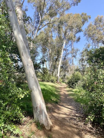 Thibodo Park - Vista, CA