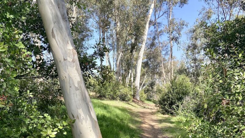 Thibodo Park - Vista, CA