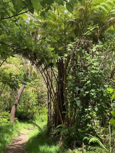 Kipuka Puaulu Trail - Volcano, HI