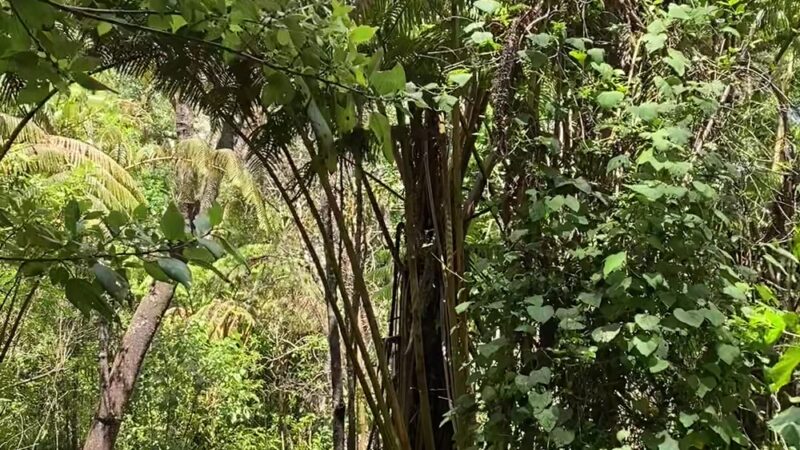 Kipuka Puaulu Trail - Volcano, HI