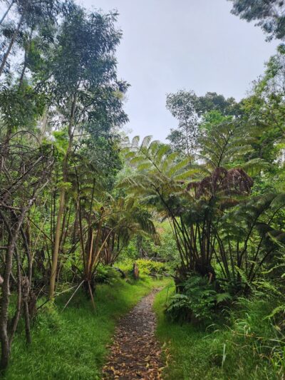 Kipuka Puaulu Trail - Volcano, HI