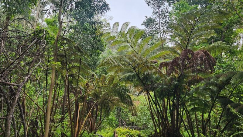 Kipuka Puaulu Trail - Volcano, HI