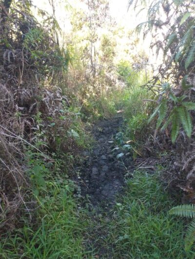 ‘Ōla‘A Forest Reserve Trail - Volcano, HI