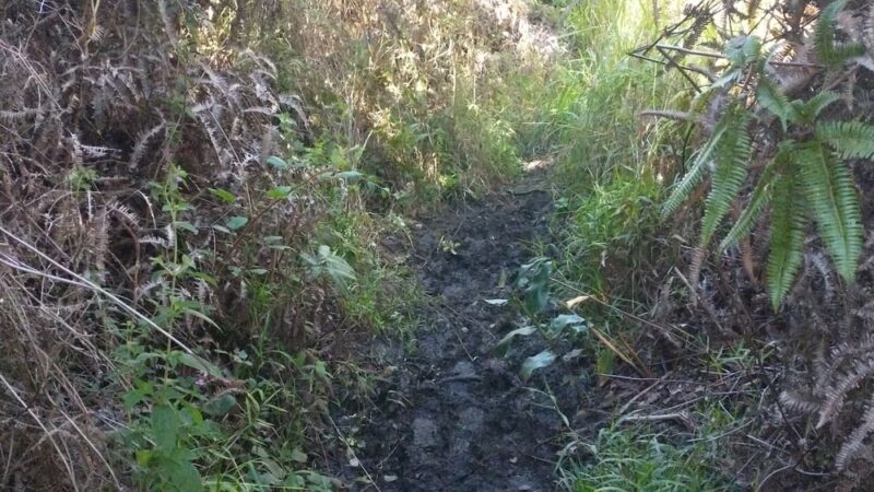 ‘Ōla‘A Forest Reserve Trail - Volcano, HI