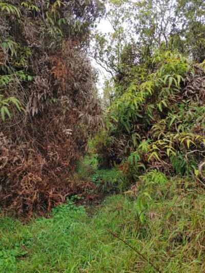‘Ōla‘A Forest Reserve Trail - Volcano, HI