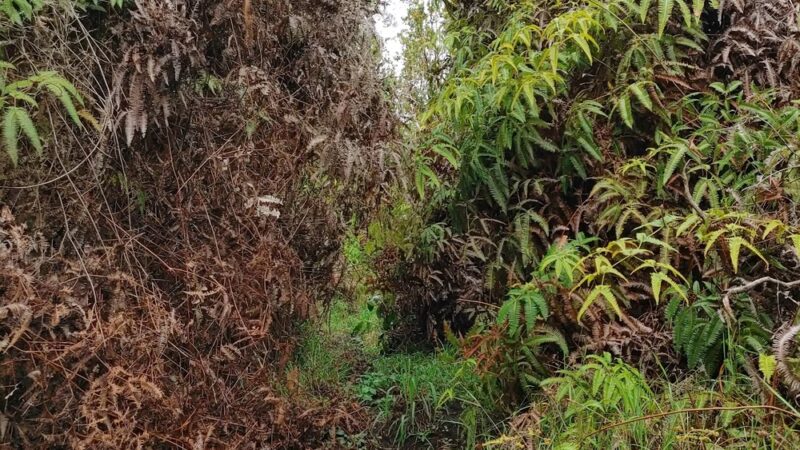 ‘Ōla‘A Forest Reserve Trail - Volcano, HI