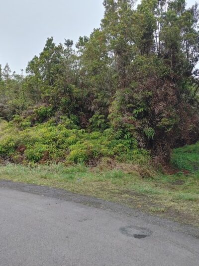 ‘Ōla‘A Forest Reserve Trail - Volcano, HI