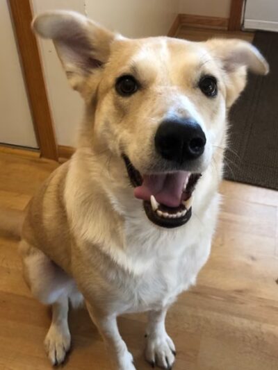 From The Paws Up - Waconia, MN