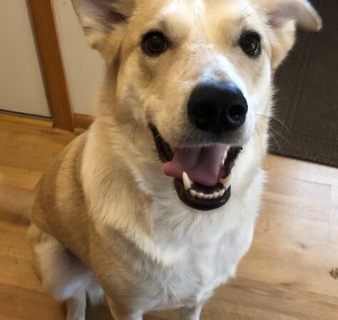 From The Paws Up - Waconia, MN