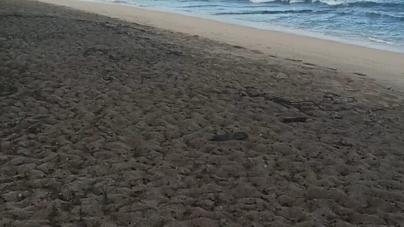 Makaleha Bay Public Access Path - Waialua, HI