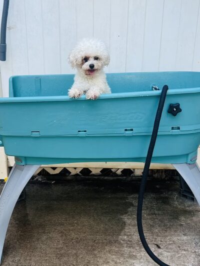 Pawstastic Pets - Waialua, HI