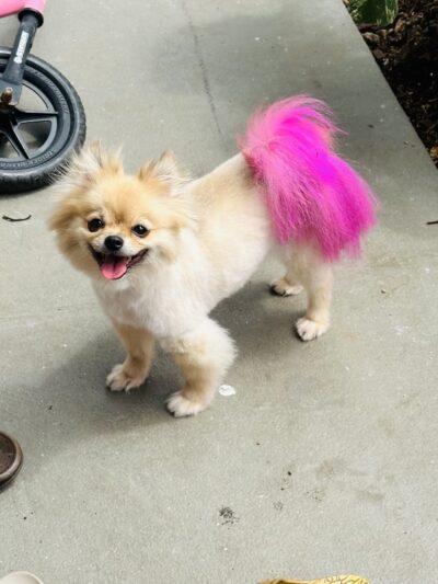 Pawstastic Pets - Waialua, HI