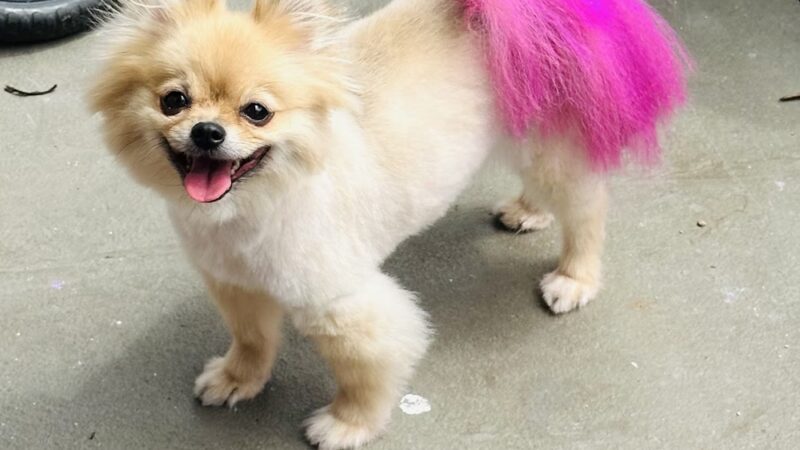 Pawstastic Pets - Waialua, HI