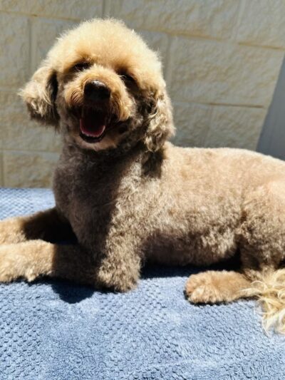 Pawstastic Pets - Waialua, HI