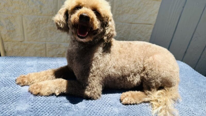 Pawstastic Pets - Waialua, HI