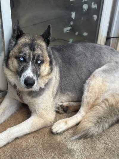 Pawstastic Pets - Waialua, HI