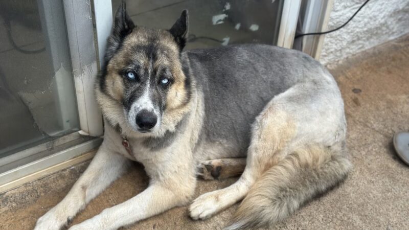 Pawstastic Pets - Waialua, HI