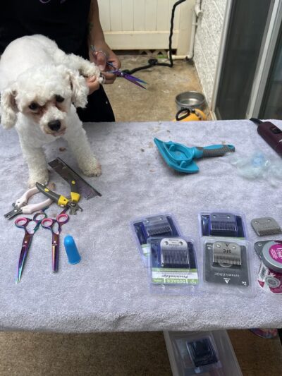 Pawstastic Pets - Waialua, HI