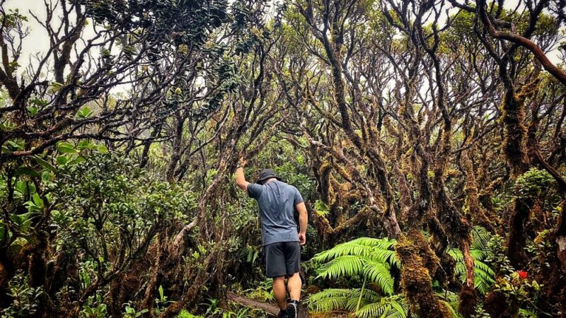Mt. Kaʻala Hiking Trail - Waianae, HI