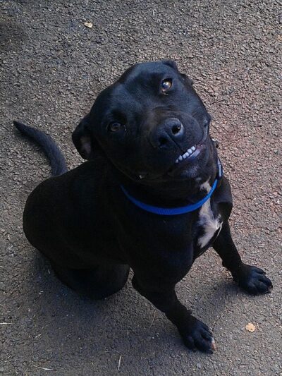 The Hawaii SPCA of Maili - Waianae, HI