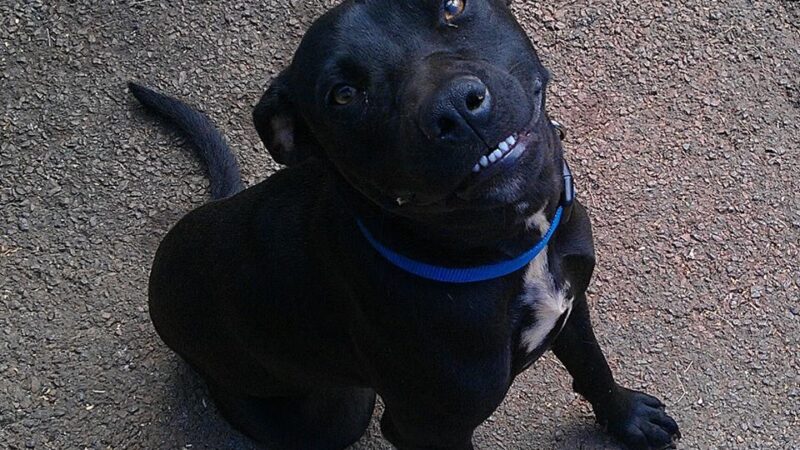 The Hawaii SPCA of Maili - Waianae, HI