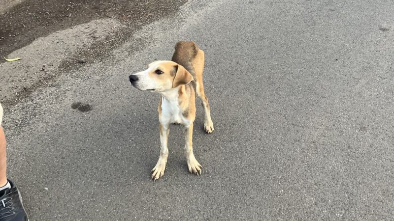 The Hawaii SPCA of Maili - Waianae, HI