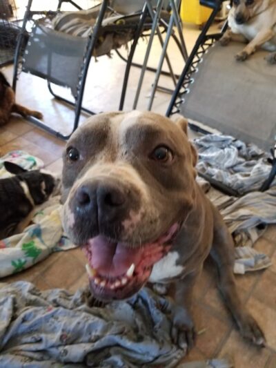 The Hawaii SPCA of Maili - Waianae, HI